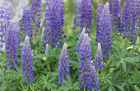 Lupins Foto stock
