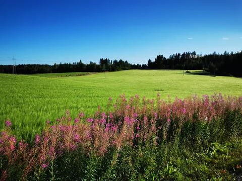 Lupins Stock Photos