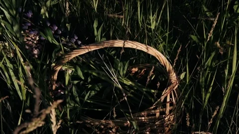 Lupins put in the basket with hands Stock Footage 133508949
