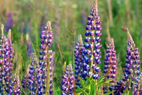 Lupins in sunlight closeup Stock Photos
