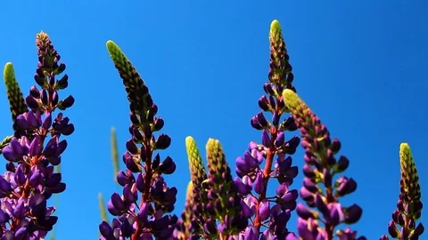 Lupins violet field in the wind Stock Footage 76836114