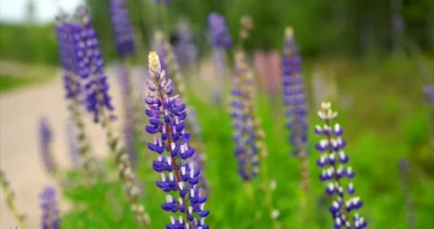 Lupins in wind Stock Footage 172543709