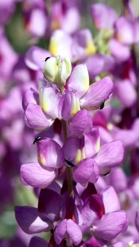 LUPINUS ALBIFRONS AUSTROMONTANUS BLOOM Stock Footage 206753645