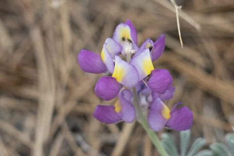 LUPINUS ALBIFRONS BLOOM Stock Photos