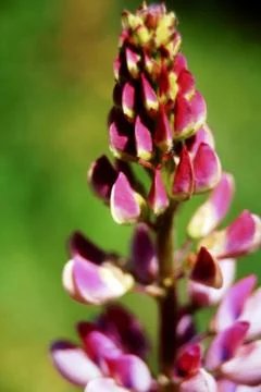 LUPINUS FLOWERS Stock Photos