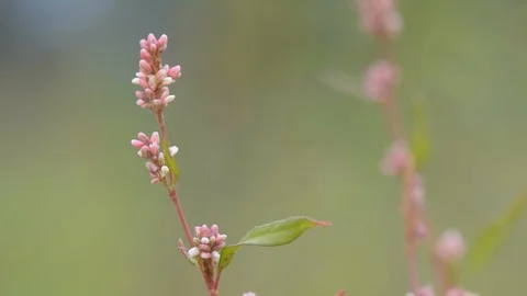 Lupinus Vídeo Stock 119074998