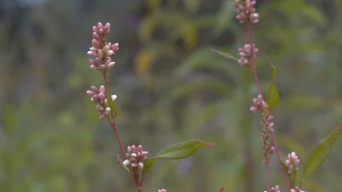 Lupinus Vídeo Stock 119075130