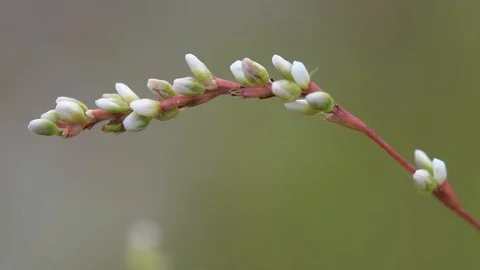 Lupinus Vídeo Stock 119075170