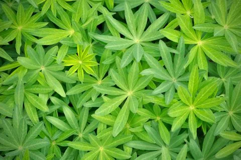 Lupinus leafs Stock Photos