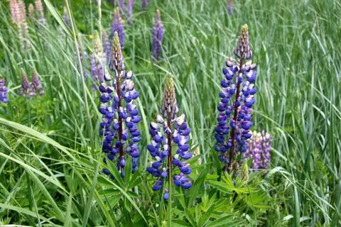 Lupinus Stock Photos