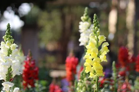 Lupinus Stock Photos