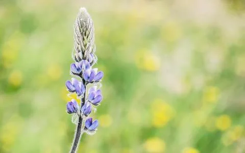 Lupinus polyphyllus Stock Photos