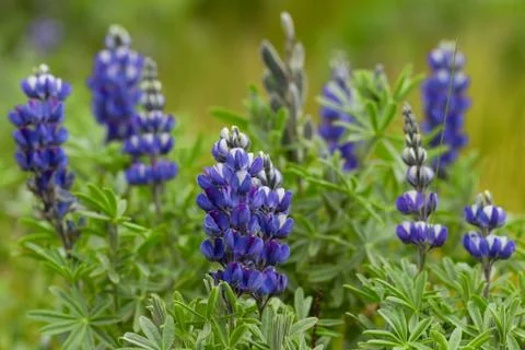 Lupinus Pubescens also known as Ashpa Chocho belongs to the Fabaceae family With Stock Photos