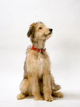 Lurcher pup Stock Photos