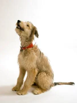Lurcher pup Stock Photos