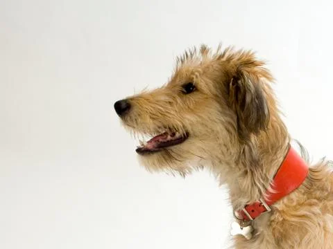 Lurcher pup Stock Photos