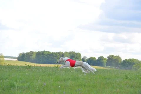 Lure coursing Foto stock