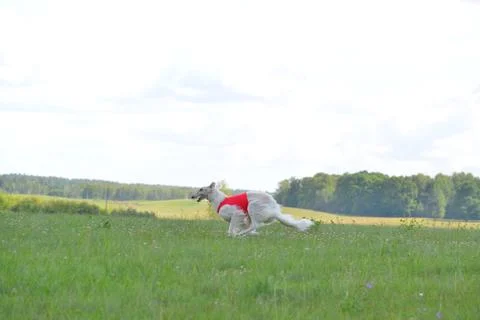 Lure coursing Foto stock