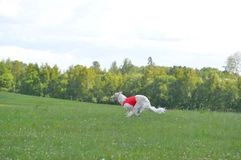 Lure coursing Foto stock