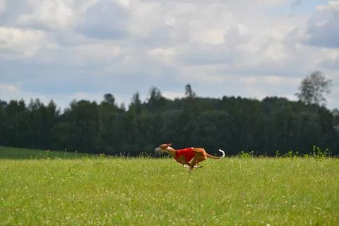 Lure coursing Foto stock