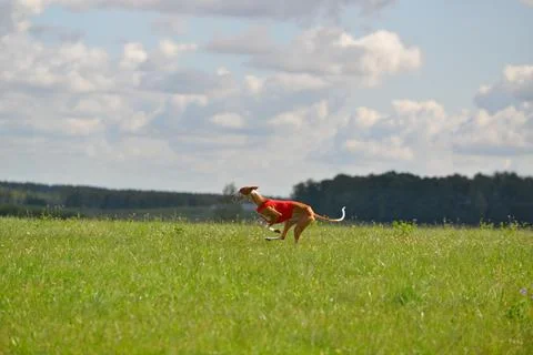 Lure coursing Foto stock