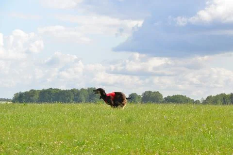 Lure coursing Foto stock