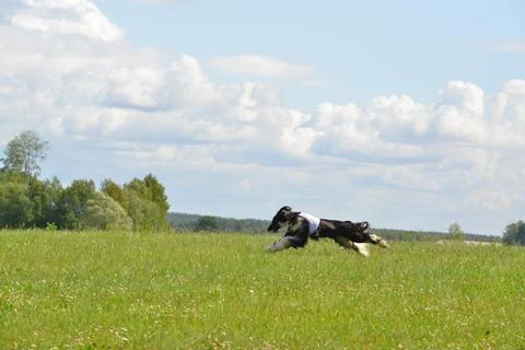 Lure coursing Foto stock
