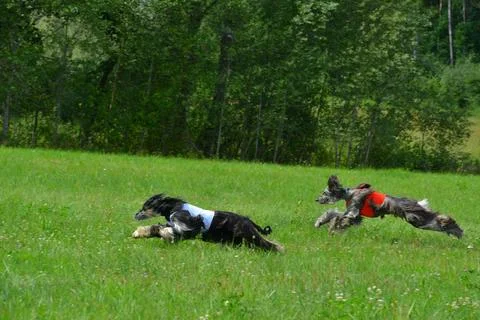 Lure coursing Foto stock