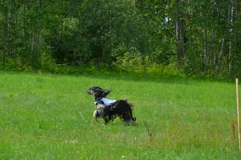 Lure coursing Foto stock