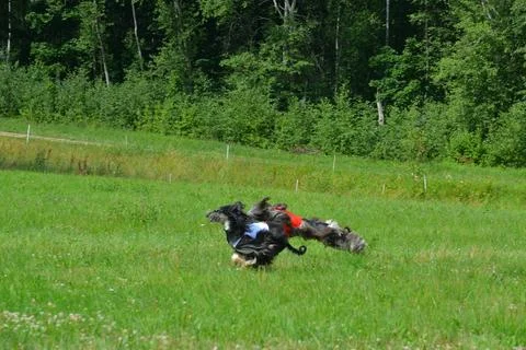 Lure coursing Foto stock