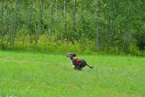 Lure coursing Foto stock
