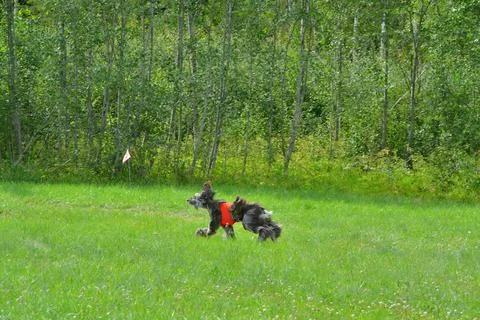 Lure coursing Foto stock