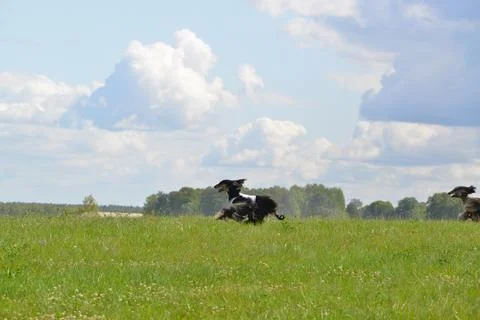 Lure coursing Foto stock