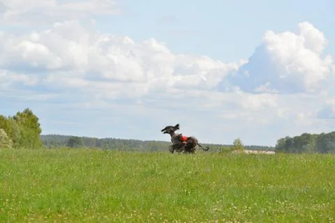 Lure coursing Foto stock