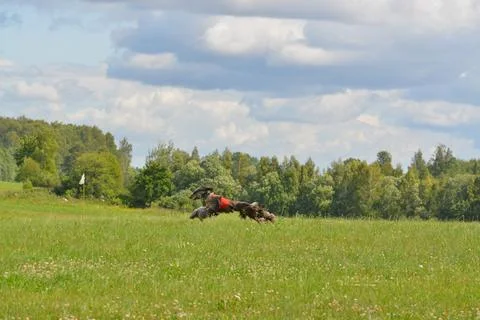 Lure coursing Foto stock