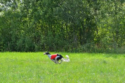 Lure coursing Foto stock