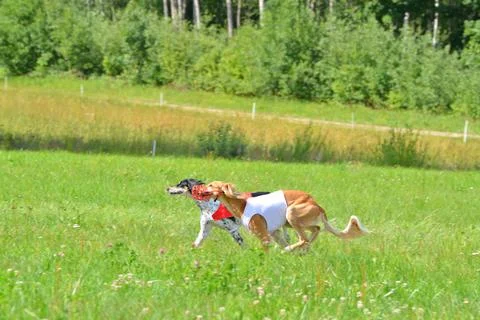 Lure coursing Foto stock
