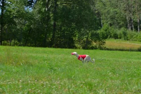 Lure coursing Foto stock