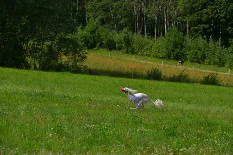 Lure coursing Foto stock