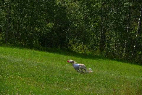 Lure coursing Foto stock