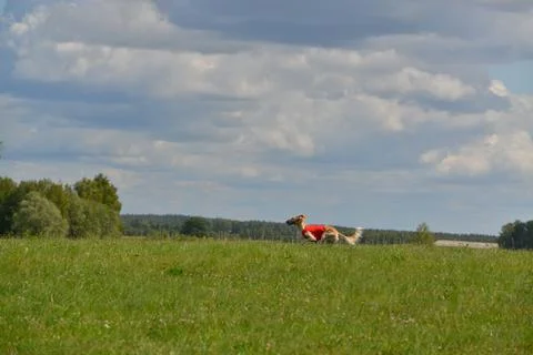 Lure coursing Foto stock