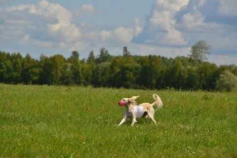 Lure coursing Foto stock