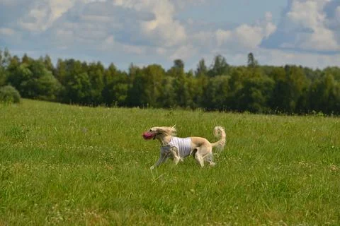 Lure coursing Foto stock