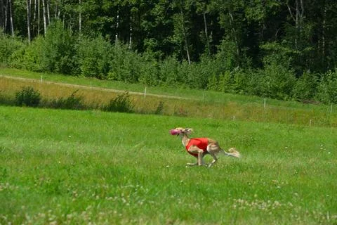 Lure coursing Foto stock