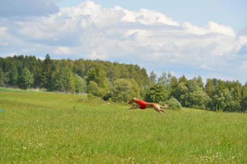 Lure coursing Foto stock