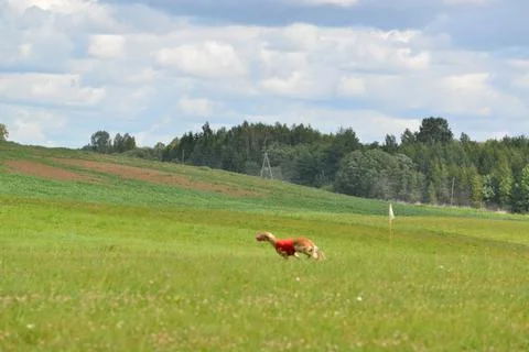 Lure coursing Foto stock