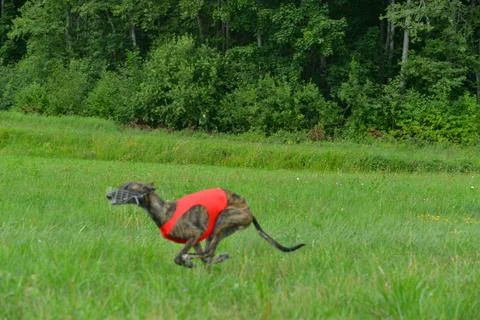 Lure coursing Foto stock