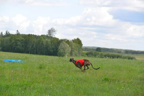 Lure coursing Foto stock