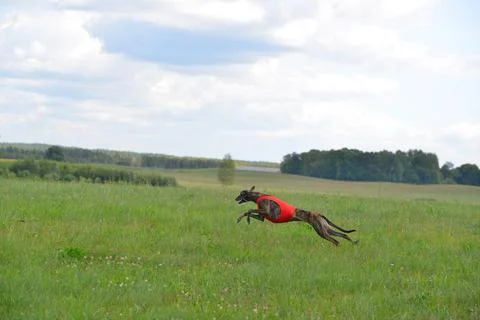 Lure coursing Foto stock