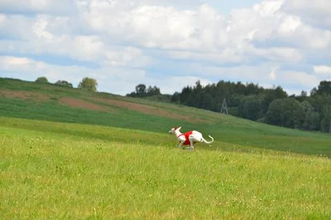 Lure coursing Foto stock